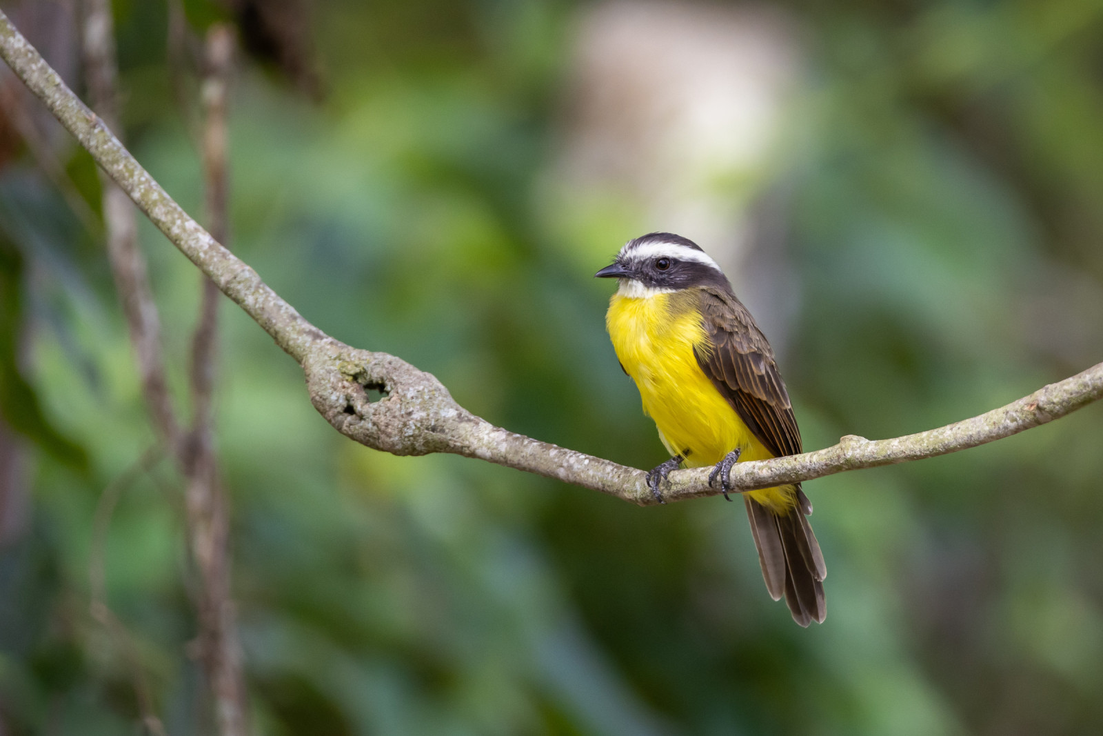 image Rusty-margined Flycatcher